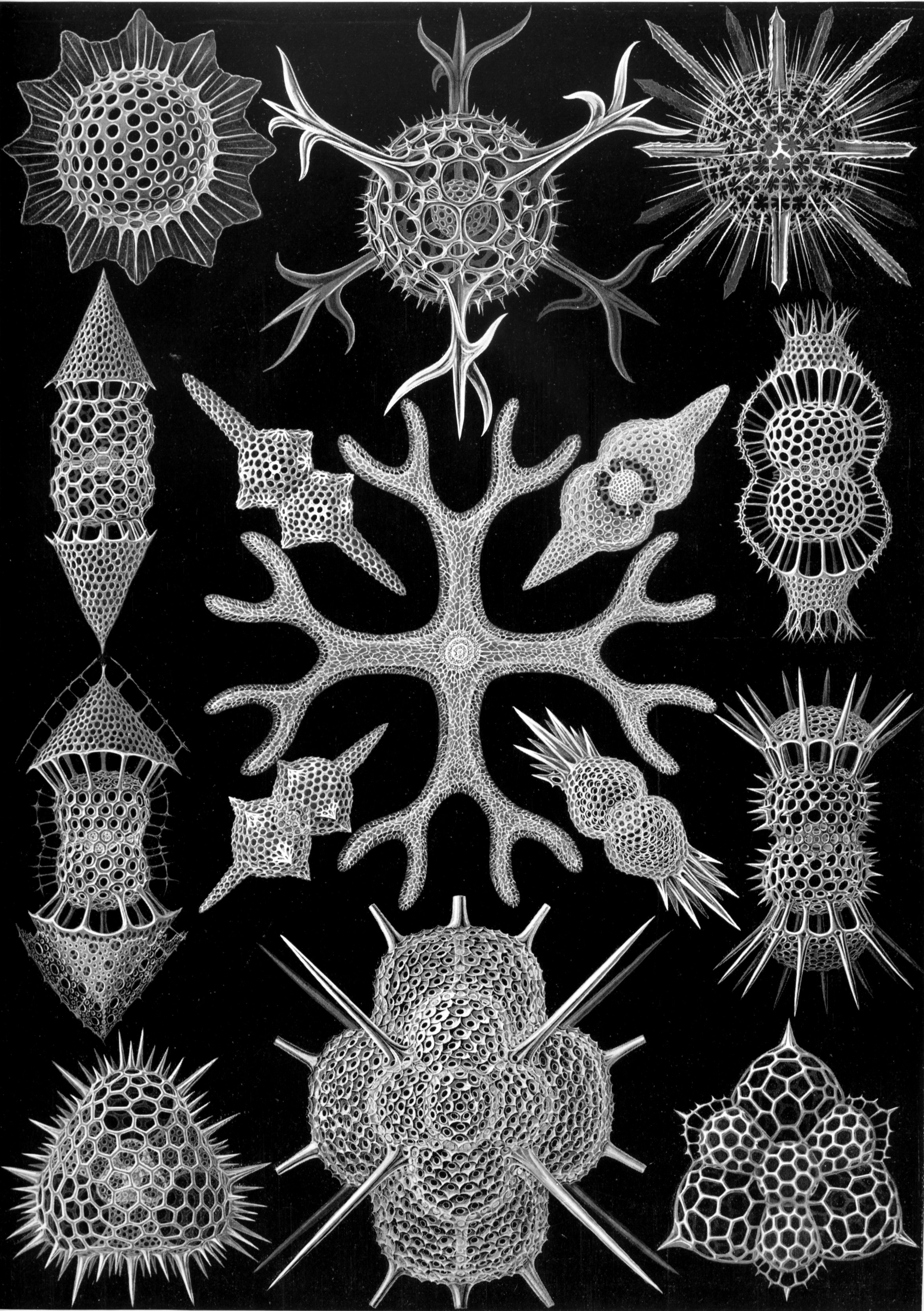 Radiolarians drawn by Haeckel